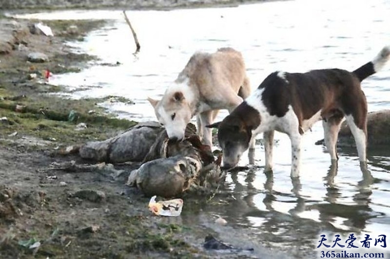 世界上最恶心的葬礼，印度恒河水葬遭野狗啃食