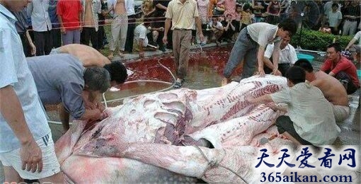 中国广州水库现吃人巨型水怪，肚内有人类骸骨！