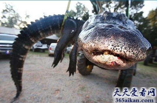 世界上最大的鳄鱼已被捕获！捕捉者中有小孩？