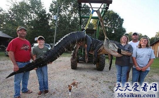 世界上最大的鳄鱼2.jpg