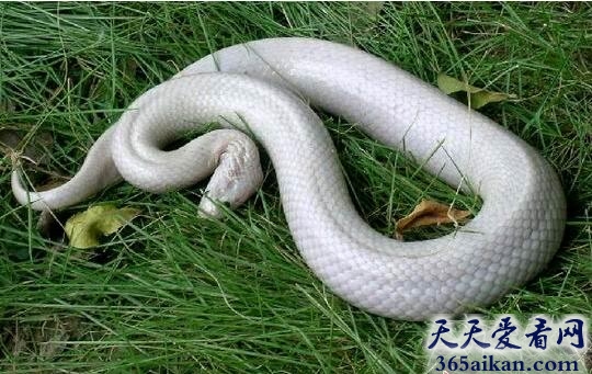 六旬老太怀孕生下一条白蛇1.jpg