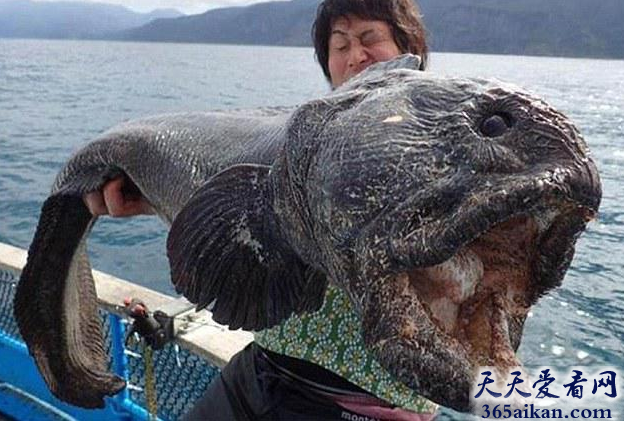 深海怪兽，日本渔民捕获巨型狼鱼
