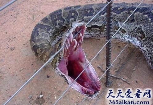 世界上最大的蛇有多大？探秘：中国四川发现世界最大的蛇，长达55米！