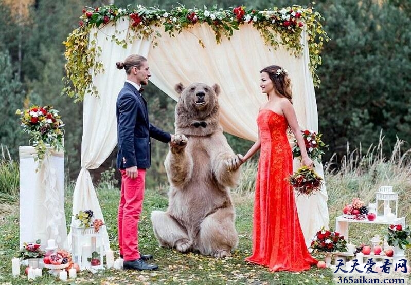史上最强证婚人：灰熊！俄罗斯新人请267斤灰熊做婚礼证人