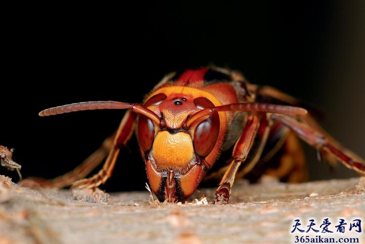 中国大虎头蜂入侵世界各地，欧洲各国如临大敌！