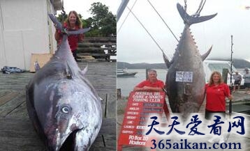 世界上最幸运的渔夫，女子钓起823斤金枪鱼价值200万美元