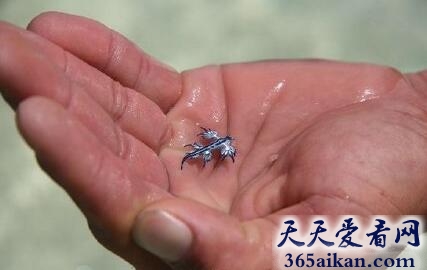 大西洋海神海蛞蝓7.jpg