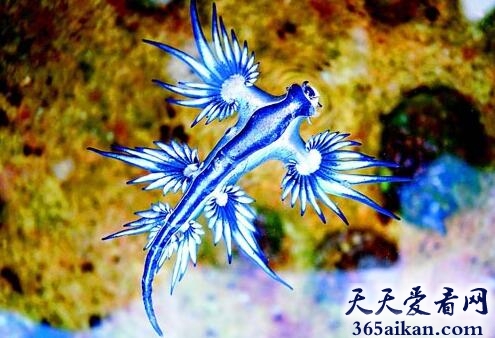 大西洋海神海蛞蝓4.jpg
