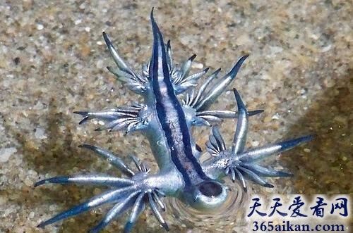 大西洋海神海蛞蝓5.jpg