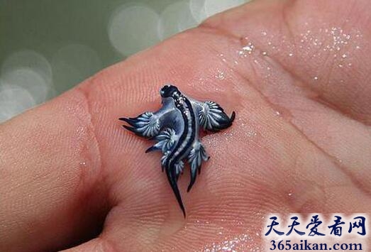 大西洋海神海蛞蝓6.jpg