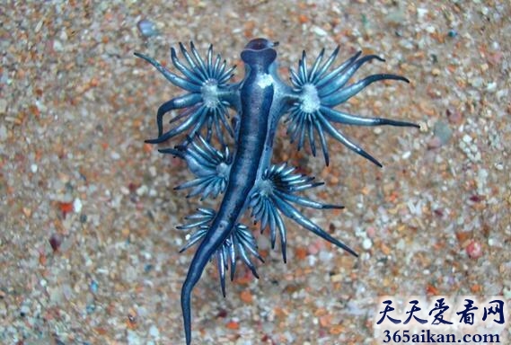 大西洋海神海蛞蝓8.jpg