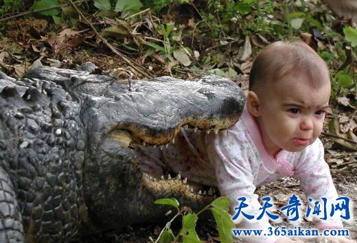 世界上最恶劣的陋习，妇女生15个孩子被喂鳄鱼！