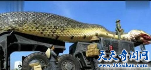 谣言终结者之红海巨蛇事件到底是真是假！