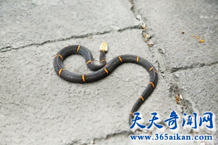 中国最奇异的毒蛇，白头蛇被抓后绝食而死！