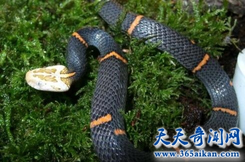 中国最奇异的毒蛇，白头蛇被抓后绝食而死！