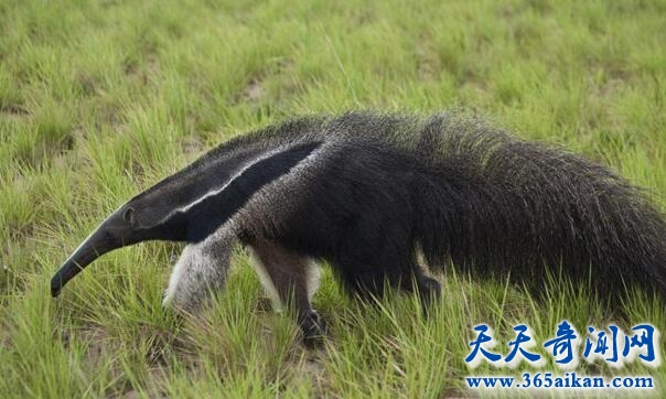 动物变异巨型食蚁兽竟然“单性生殖”！
