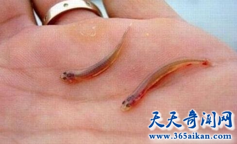 堪比食人鱼的杀手，巴西牙签鱼寄生吸血！