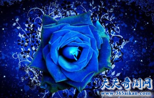 转基因蓝色玫瑰在美国加拿大上市，梦幻般的蓝色妖姬！