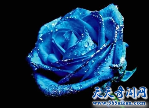 转基因蓝色玫瑰在美国加拿大上市，梦幻般的蓝色妖姬！