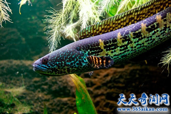 呆萌可爱的黄金眼镜蛇来袭，竟然不是蛇是鱼！