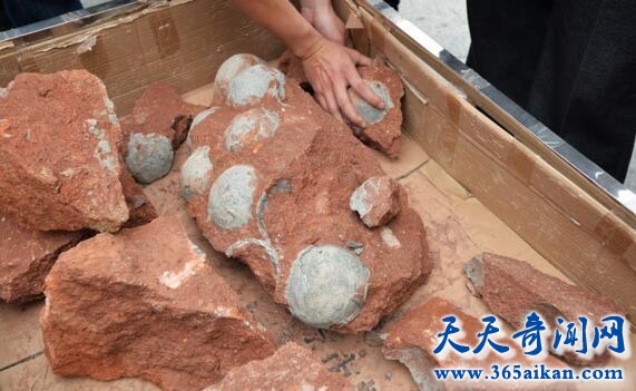 无处不在的恐龙遗迹，广东河源闹市区挖出43枚恐龙蛋化石！