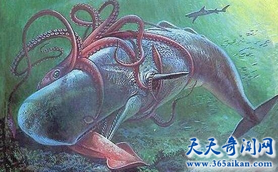 大王乌贼2.jpg