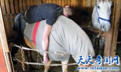 男子性侵母马2.jpg