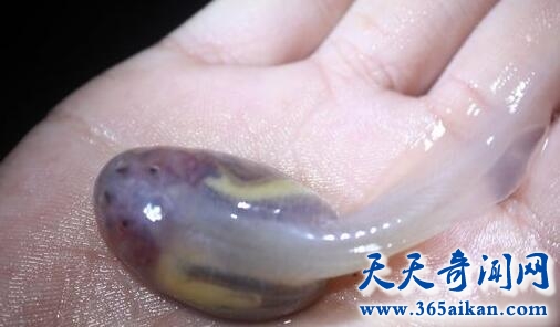透明鱼3.jpg