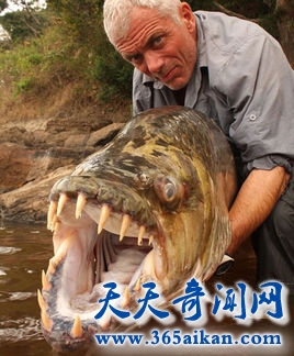 世界上最奇特的怪鱼，巨型水虎鱼来袭！