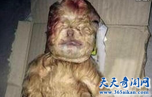 揭秘震惊全球的人脸山羊宝宝，人脸山羊是人类与山羊杂交的吗？