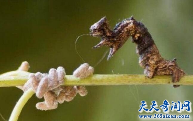 史上最恐怖的生物：僵尸毛虫，控制思维以肉为食
