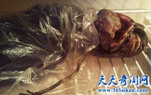 外星人的尸体被发现啦！探秘：外星人是否就在地球？
