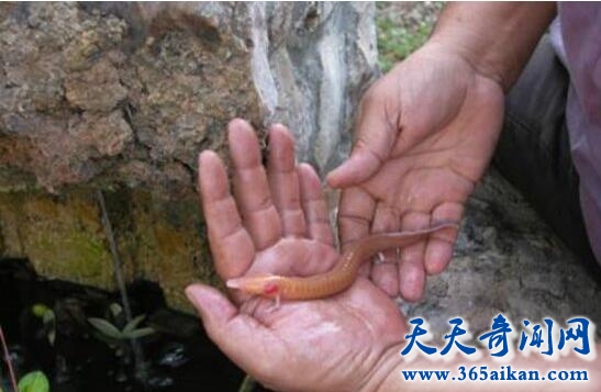 男子发现像龙生物4.jpg