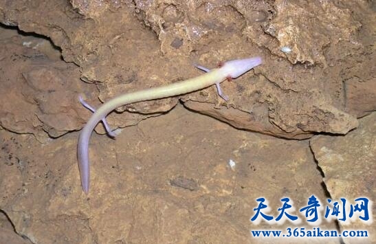 男子发现像龙生物1.jpg