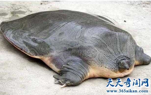 巨型软壳龟.jpg