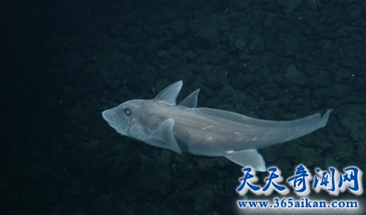 世界上最罕见的鲨鱼，幽灵鲨现身大海深处！