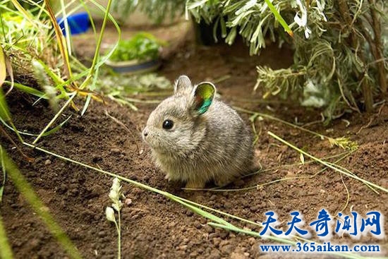 哥伦比亚盆地侏儒兔已经灭绝！