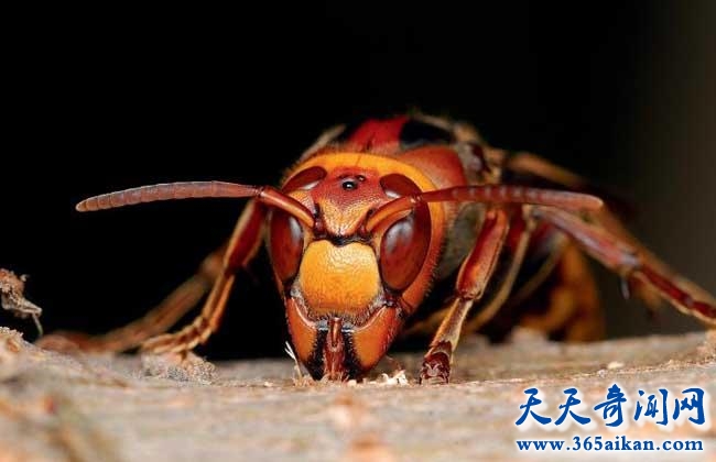中国动物界的冲锋手，中国大虎头蜂疯狂入侵世界各地！