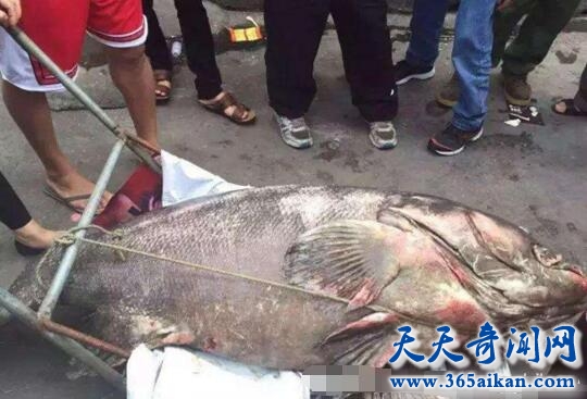 广东捕获250斤超大龙趸价值5万元，天价海产品惊呆众人！