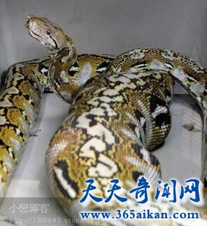 巨蟒吃人真恐怖！竟然是真的......