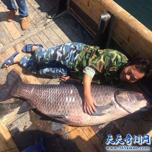 千岛湖捕获巨型青鱼，重达180公斤打破纪录！