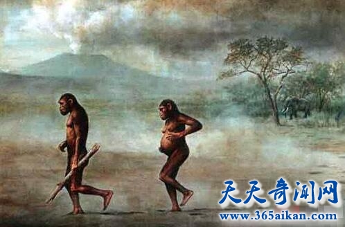 人类祖先1.jpg