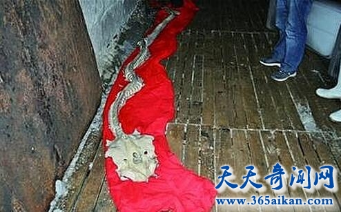 河南水怪2.jpg