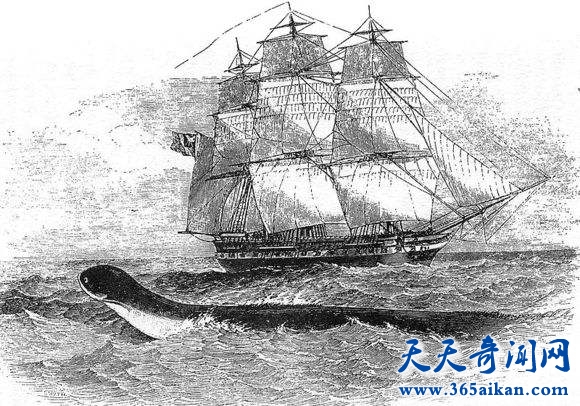 揭秘历史传说中的大海蛇到底都去哪了？到底有没有大海蛇这种生物？