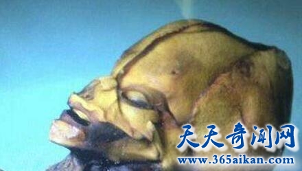 带着头盔的外星“木乃伊”.jpg