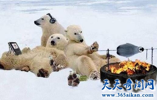 北极熊为什么不吃企鹅？探秘：南极有北极熊吗？