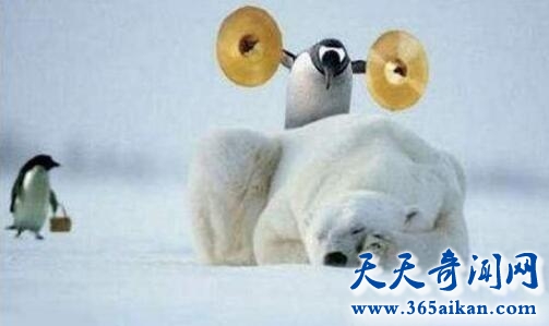 北极有企鹅吗？探秘：企鹅是鸟类吗？