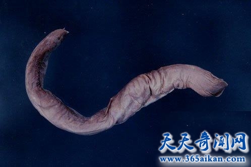 世界上最奇特的鱼类，鱼类中的寄生虫钻腹鱼！