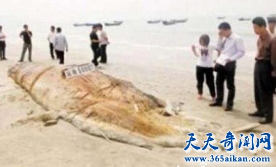 广东海怪现身沙滩，体型堪比尼斯湖水怪！