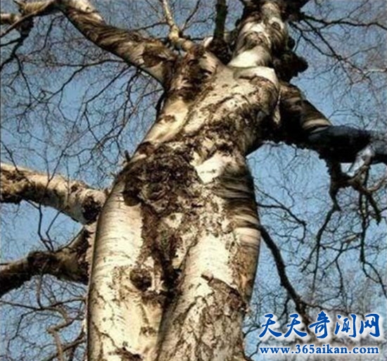 揭秘传说中食人树知怎么样的？人类历史上的食人树传说怎样演变的？